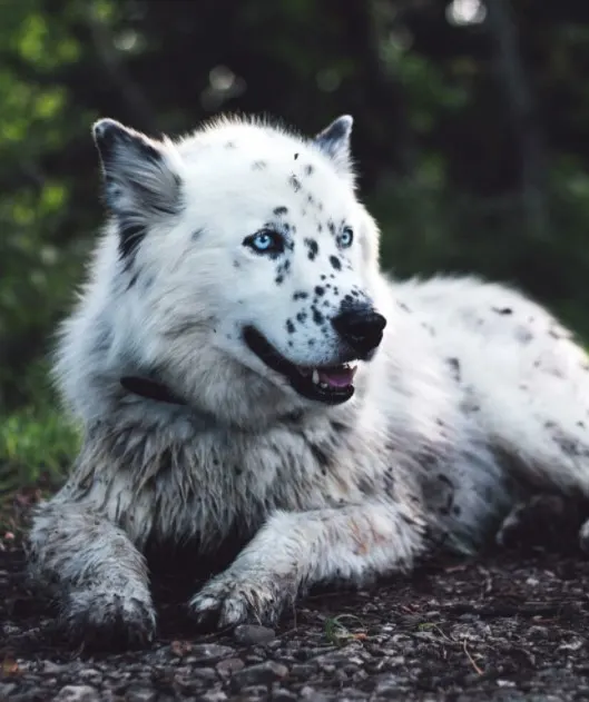 dalmatian husky mix