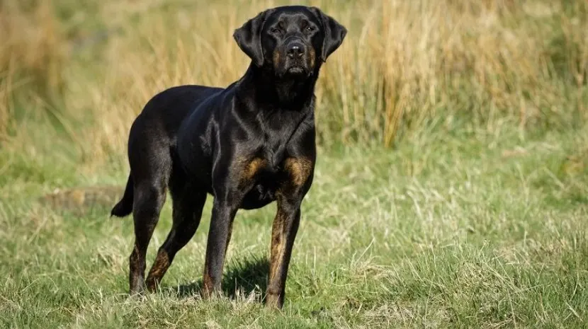 doberman lab mix