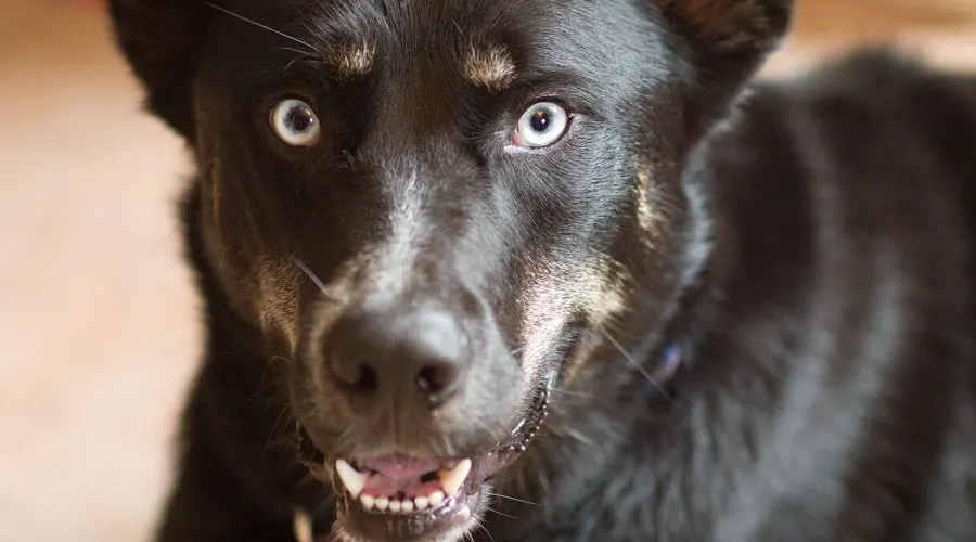 doberman husky mix