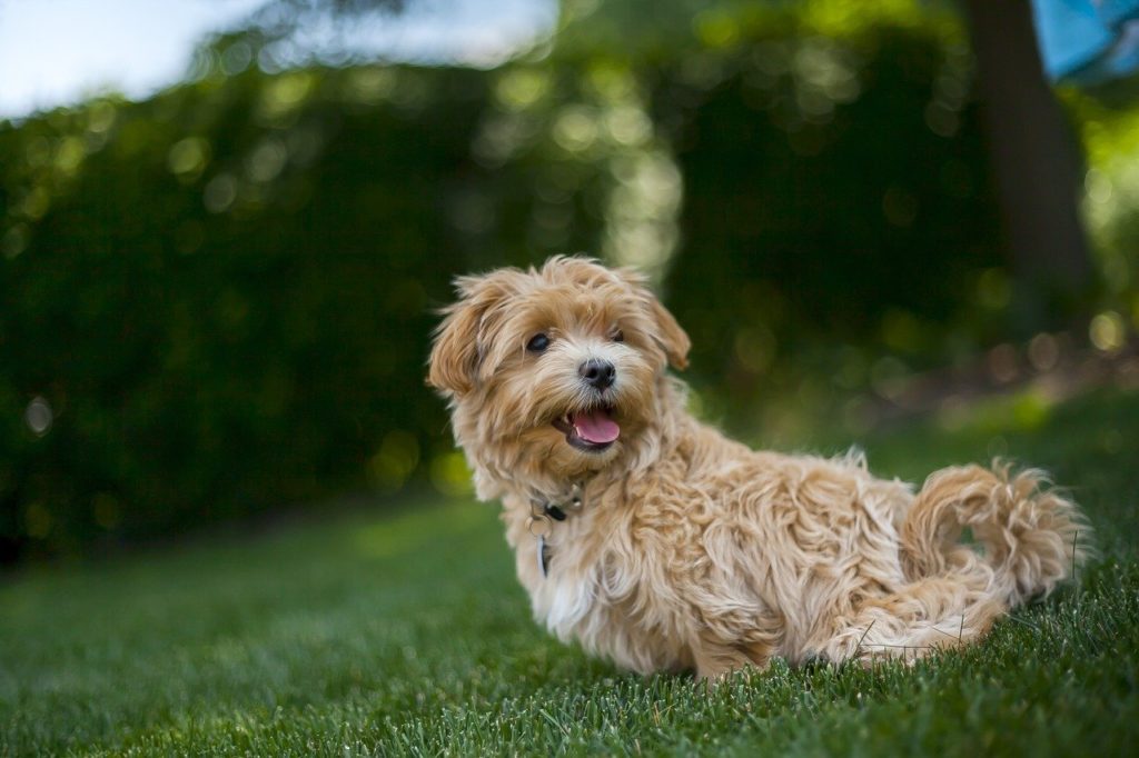 full-grown-maltipoo-how-big-do-they-get-faq-pictures