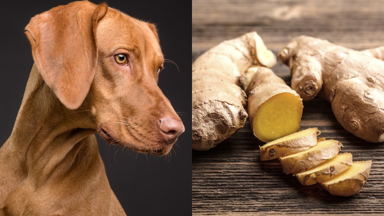 Can Dogs Have Ginger?