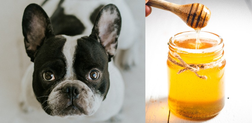 Can dogs eat honey? How safe is it really?