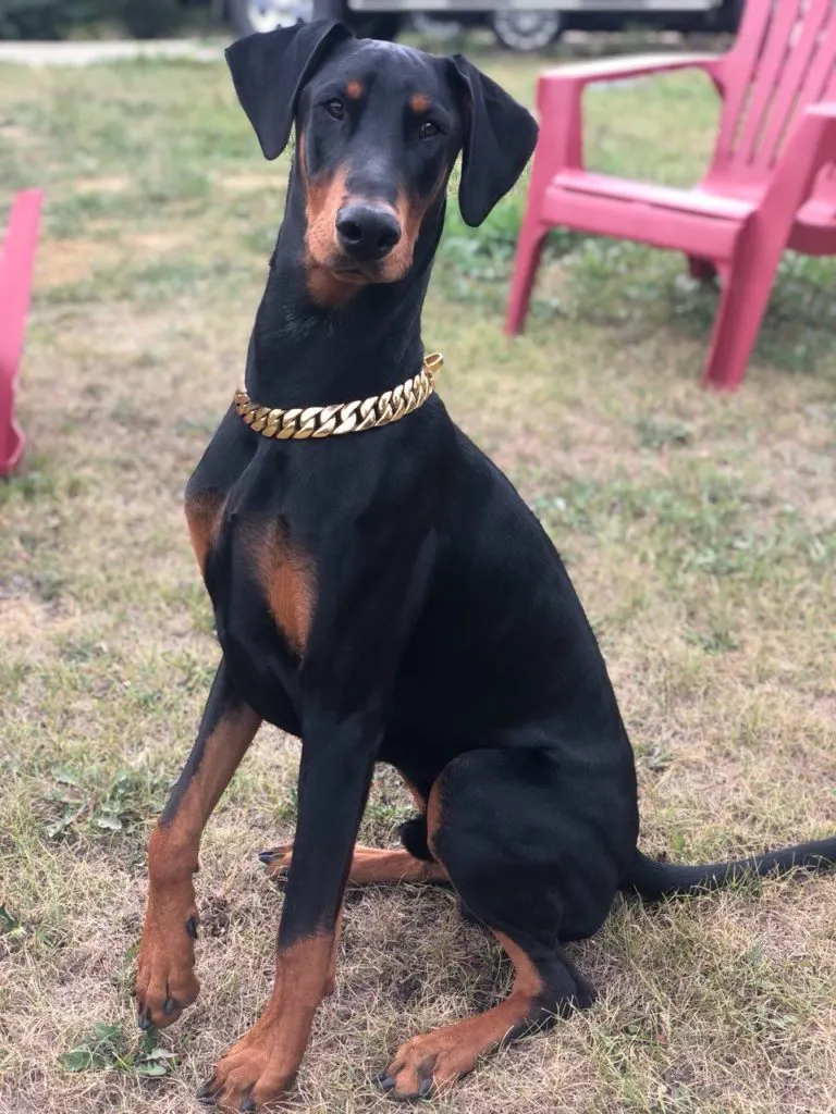 gold dog chain