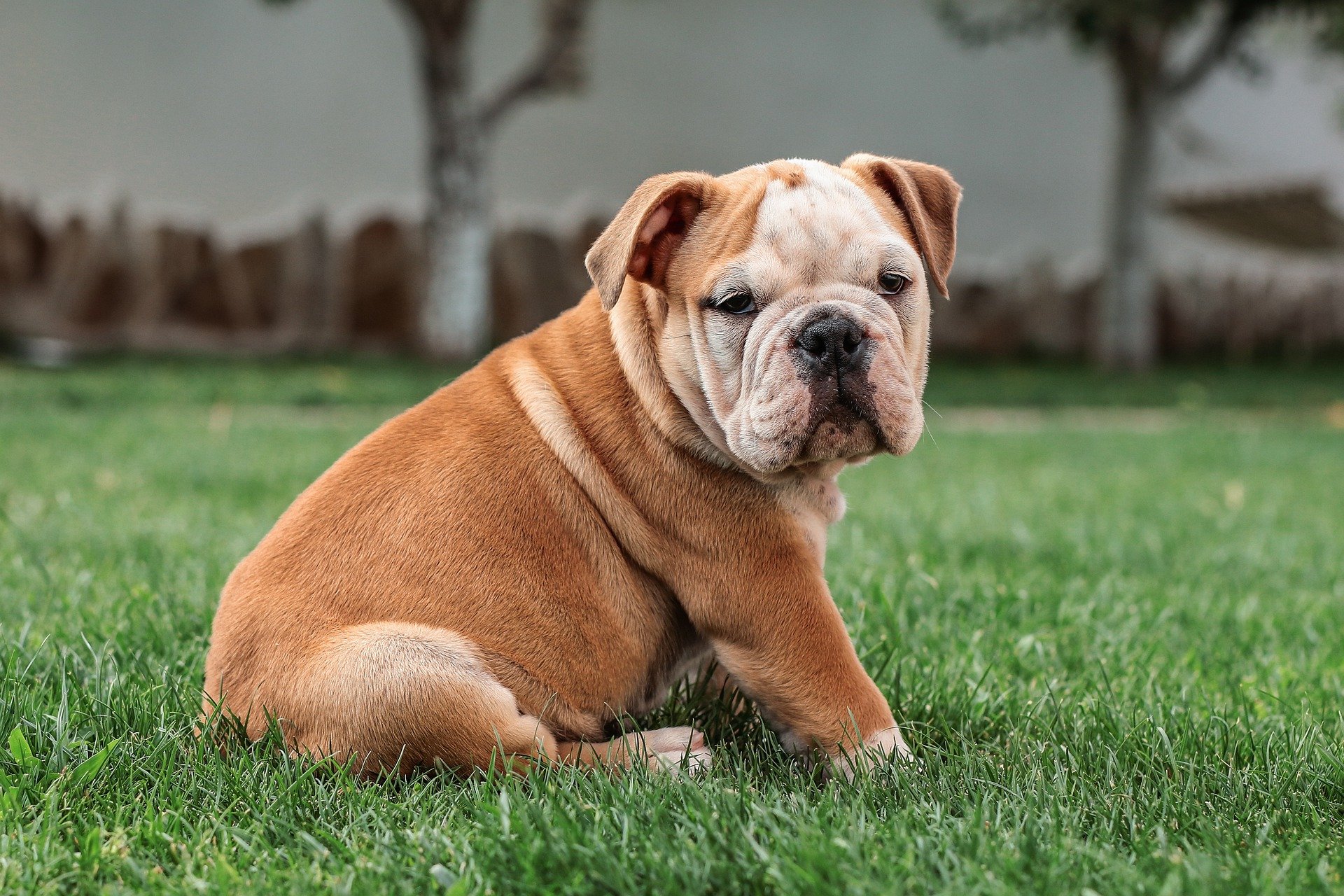 Baby Bulldogs: Caring for them right