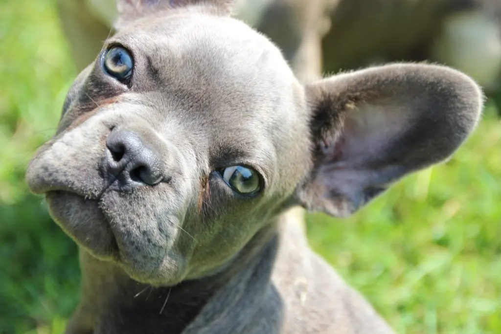 how much do french bulldogs cost 