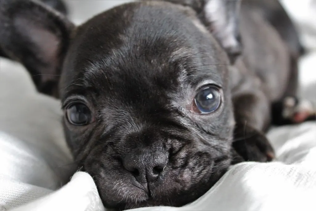 how much do french bulldogs cost