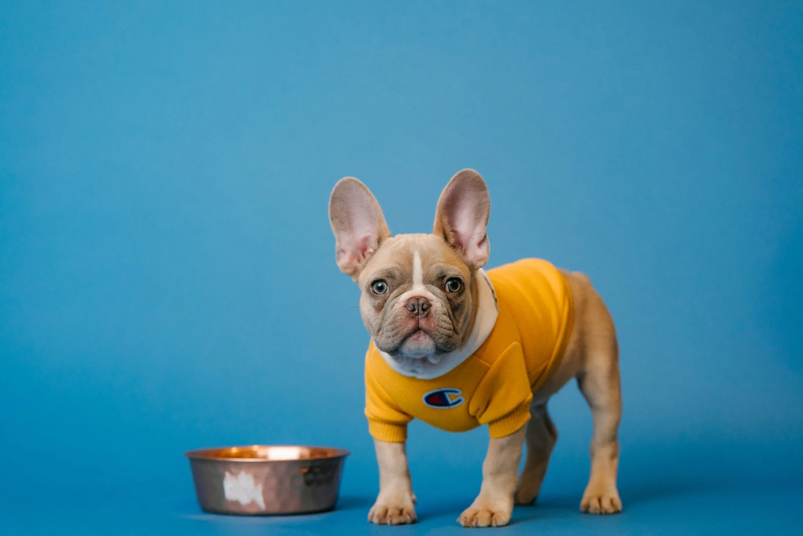 are stainless steel bowls safe for dogs