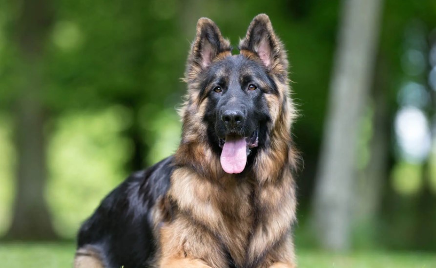 King German Shepherd: Giants of the canine world