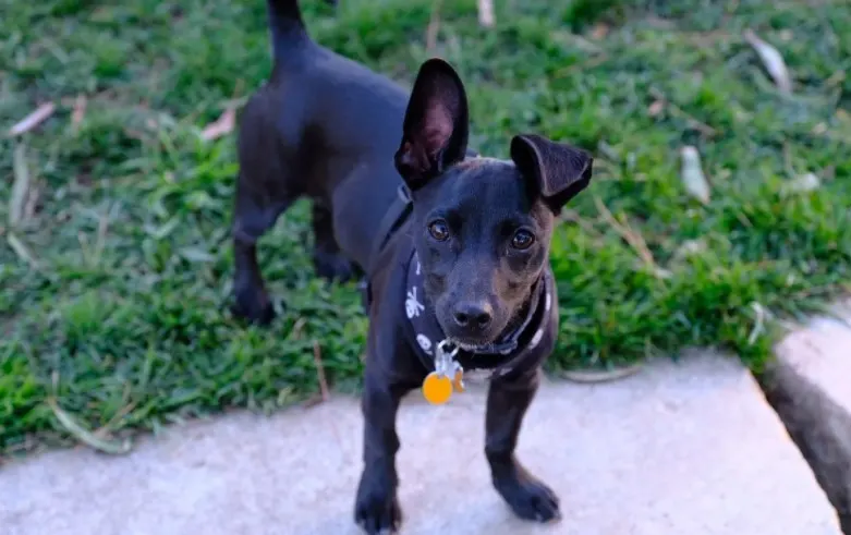 chihuahua lab mix