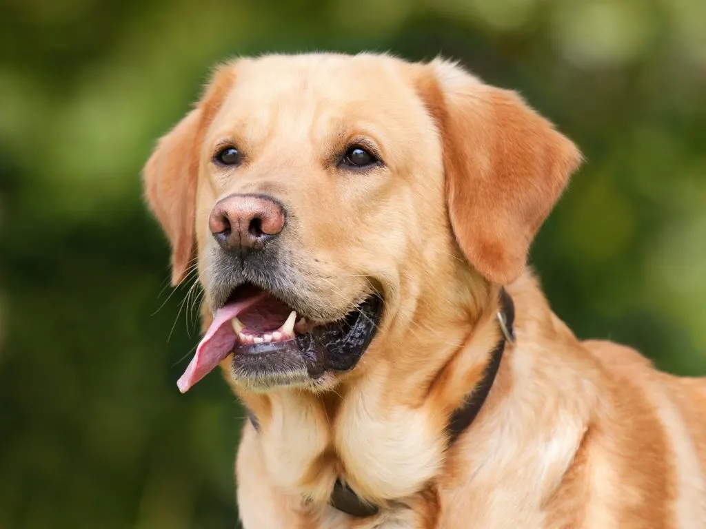 labrador retriever - one of the longest lived dog