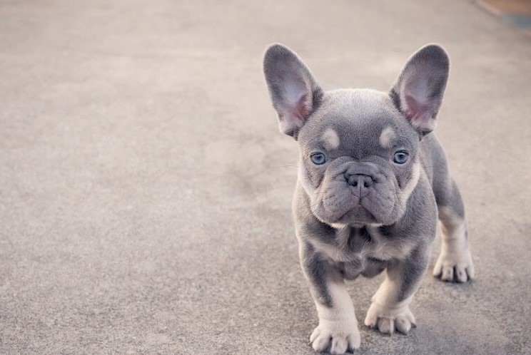 Mini French Bulldog: The issue with them