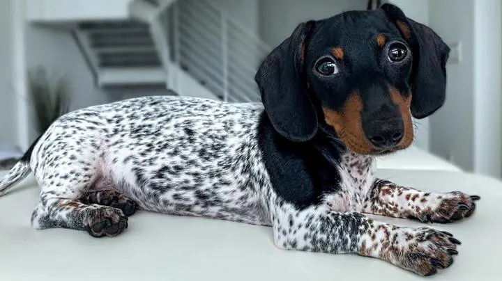 what does piebald mean in dogs