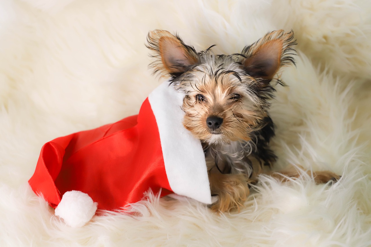 A puppy for Christmas: What you should know