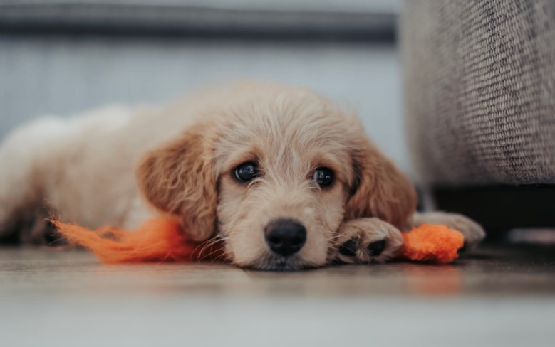 Puppy crying: Why your dog whines when sleeping