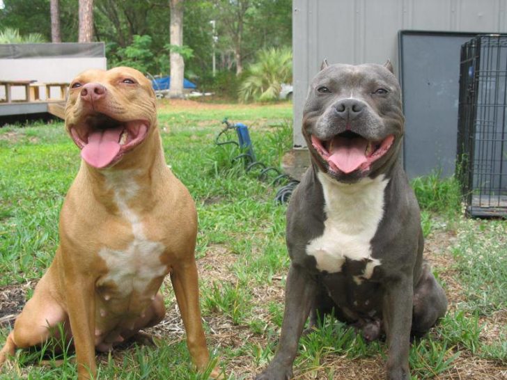 Razor Edge Pitbull: The friendliest Pit ever?