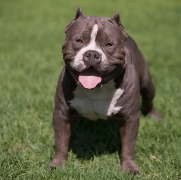 razor edge pitbull