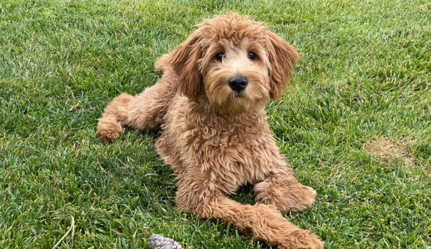 Red Goldendoodle: Rare and expensive!