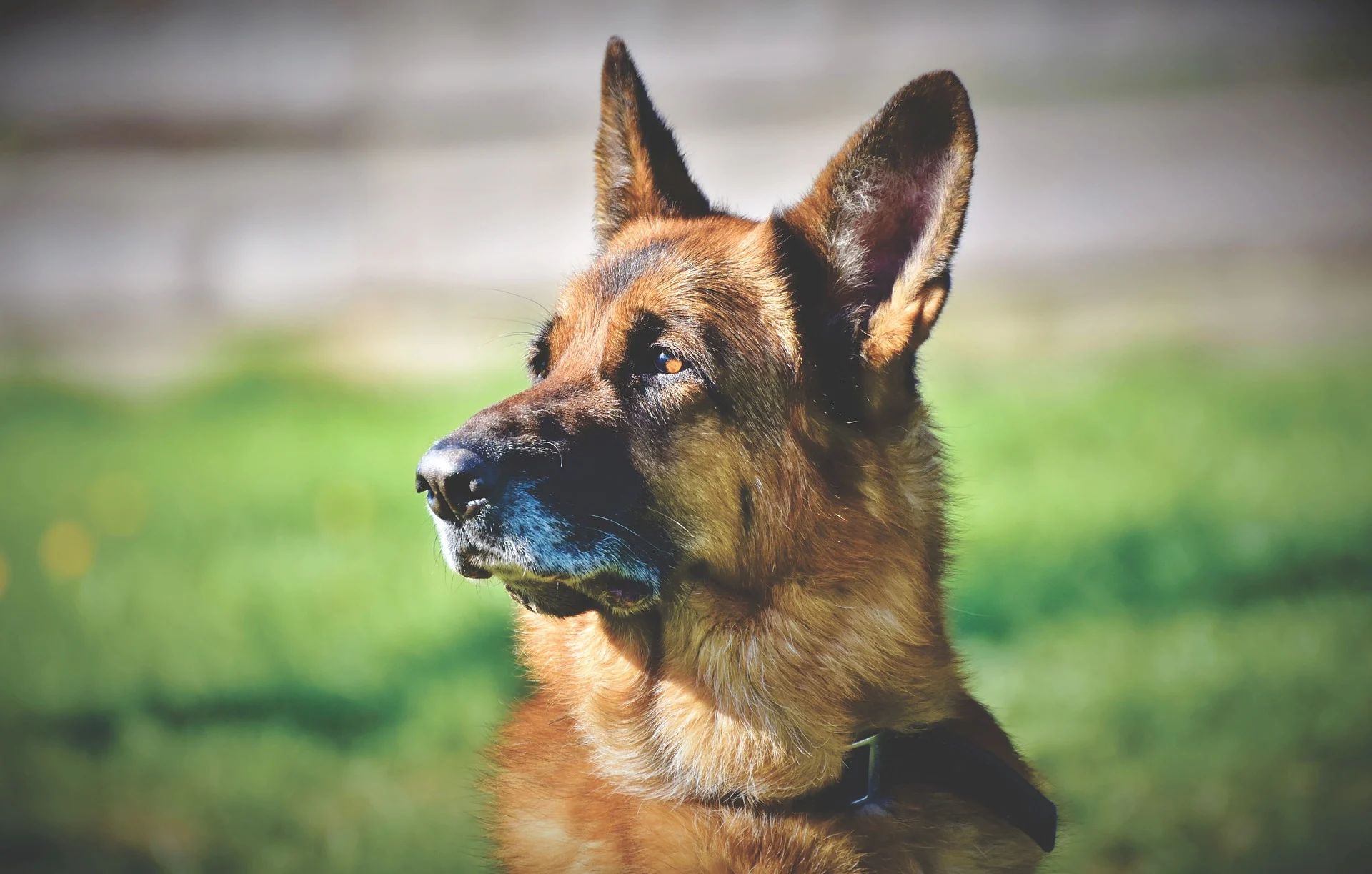 Best dog food for German Shepherd