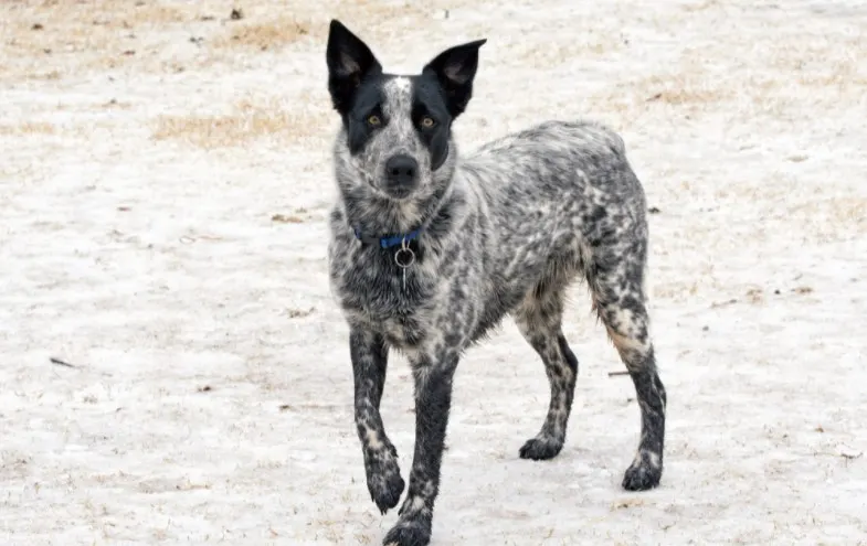 texas heeler