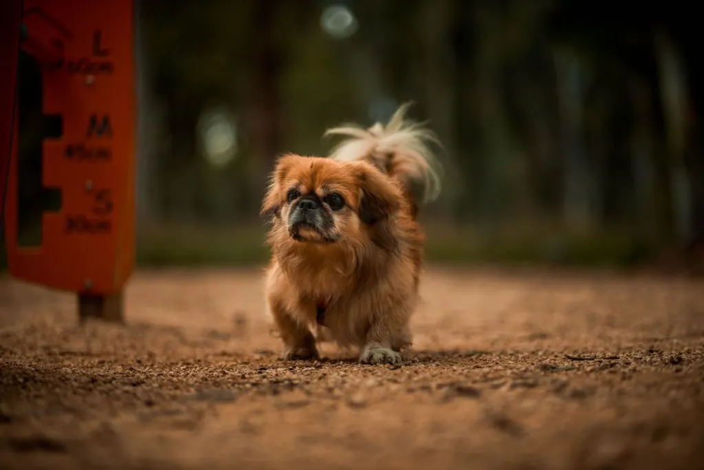 pekingese