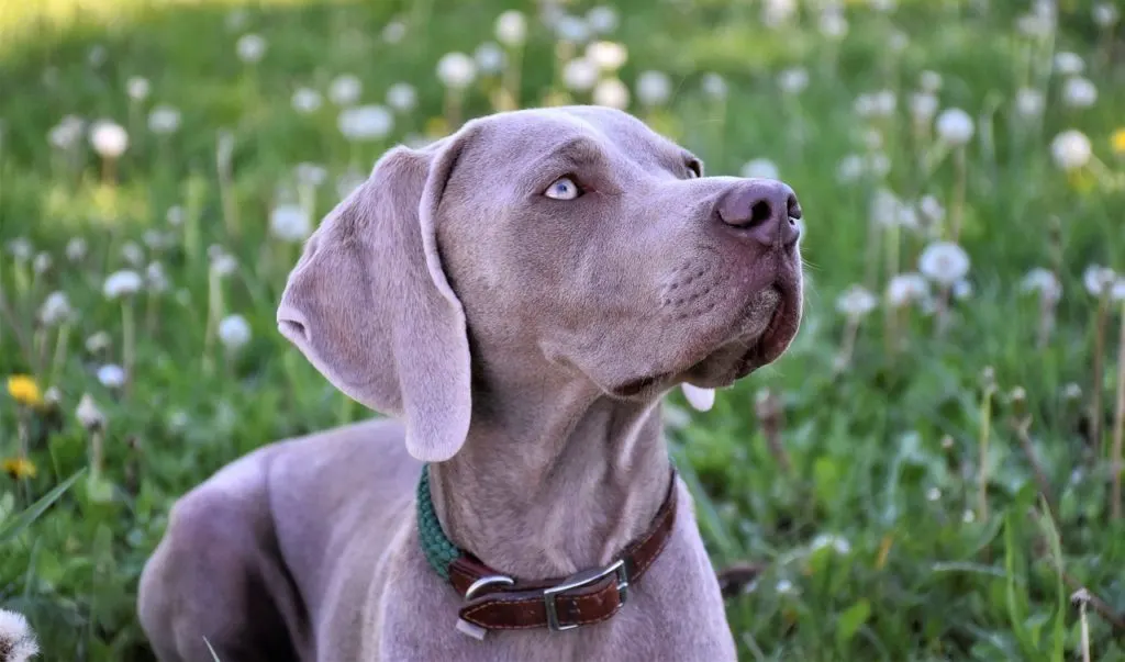 weimaraner