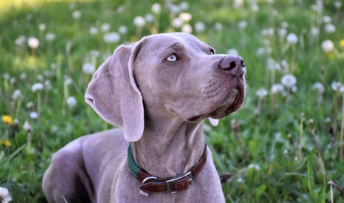 Weimaraner Lab Mix The rare Labmaraner
