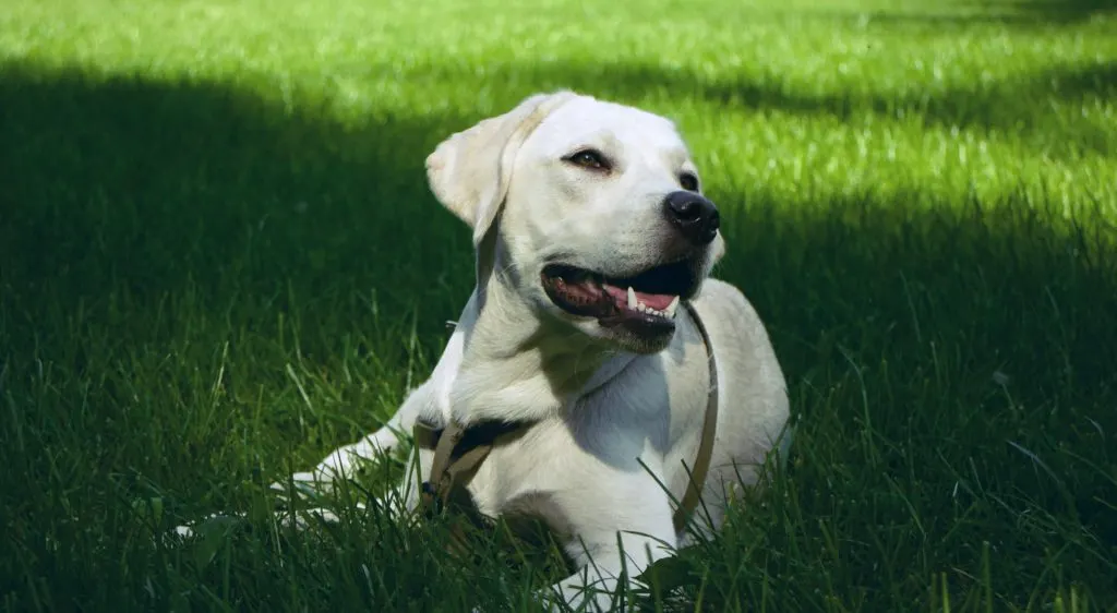 white labrador