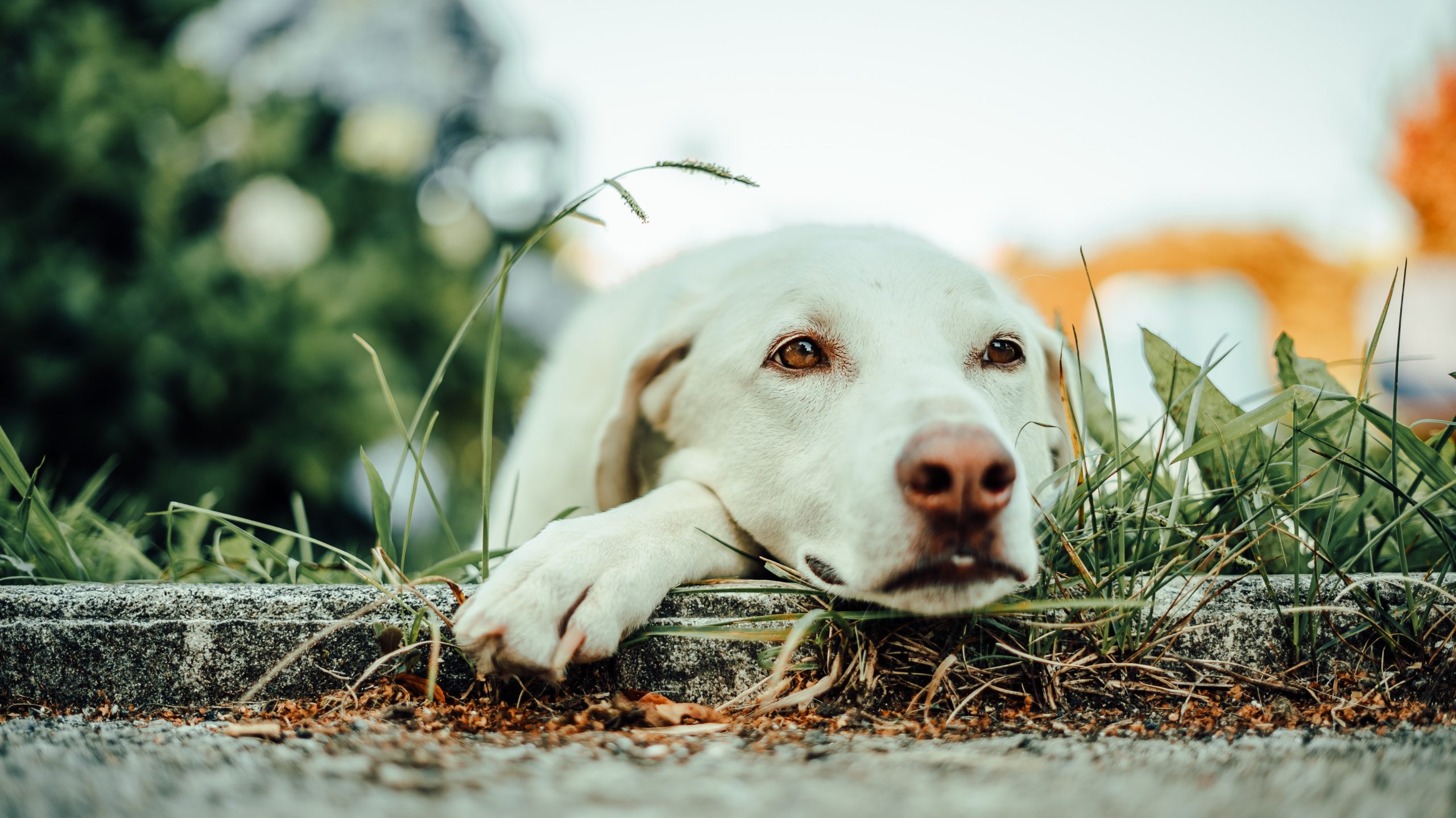 White Labrador Retriever: The truth about them