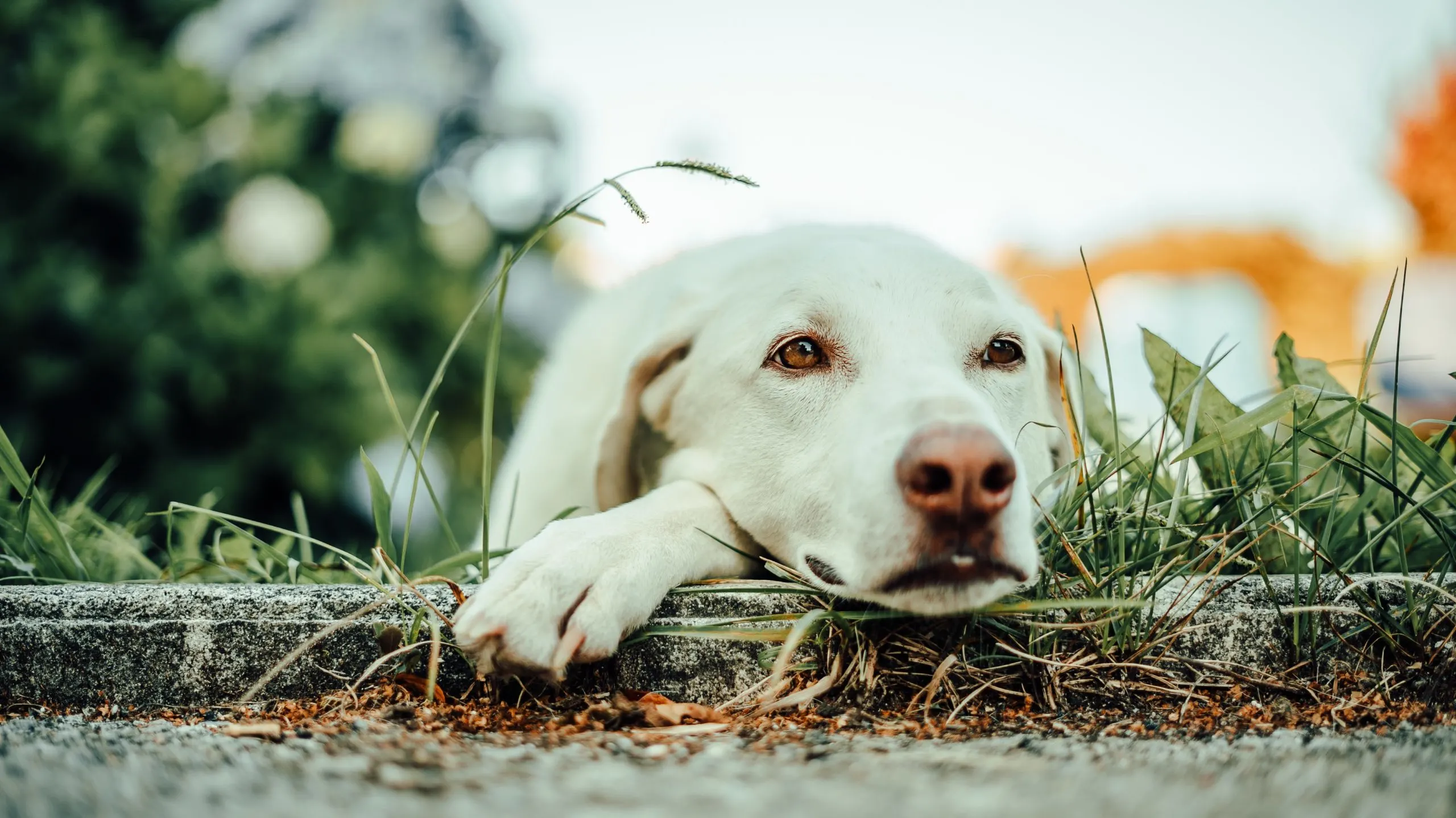 white labrador