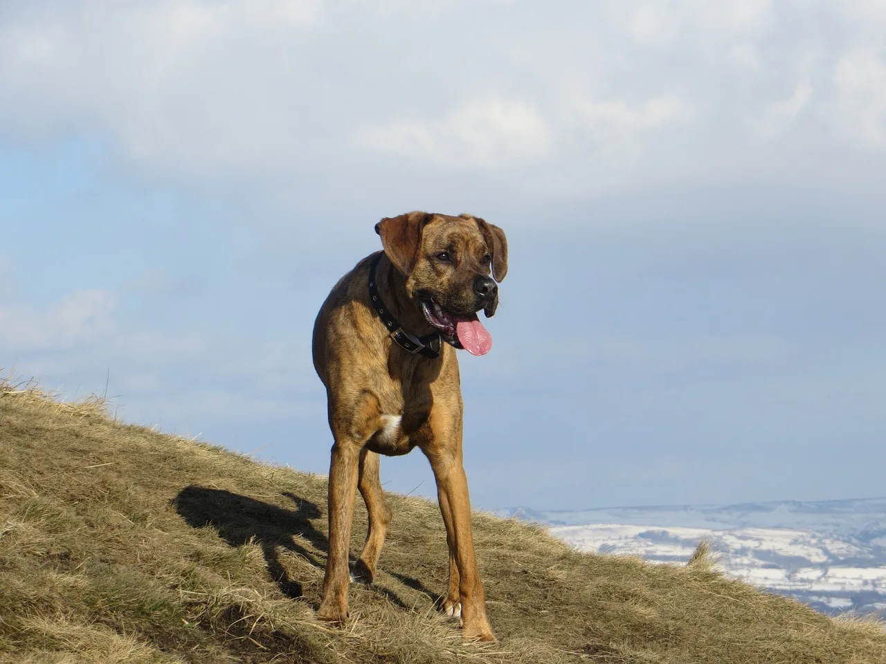 The boxador dog is a mix between the boxer and Labrador