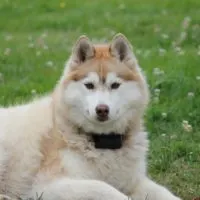 Owner of an adorable Husky wonders what the best dog food for Huskies is