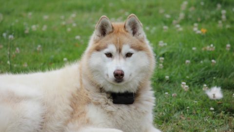 Owner of an adorable Husky wonders what the best dog food for Huskies is