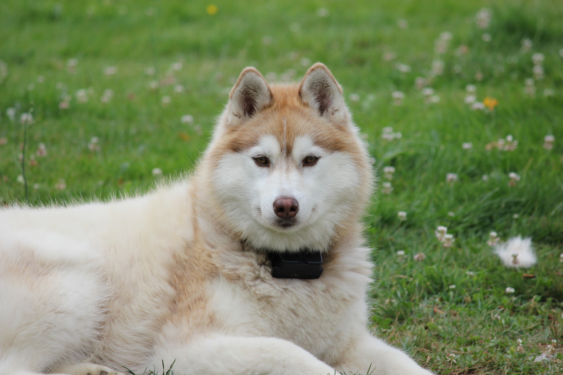 best-dog-food-for-huskies