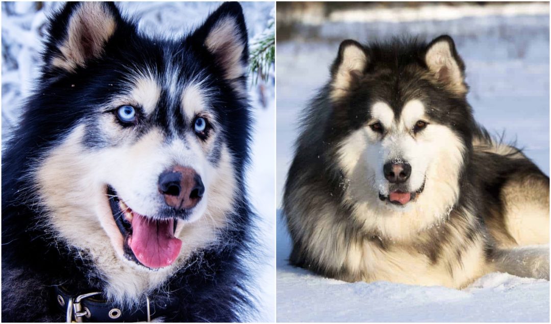 Husky Malamute Mix: The Ideal Sled Dog?