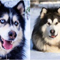 The Husky Malamute mix is a combination of two sled dog breeds