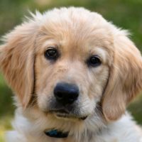 What is an American golden retriever and what makes them special