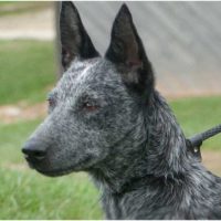 The Australian Stumpy Tail Cattle Dog is a rare and unusual looking dog breed