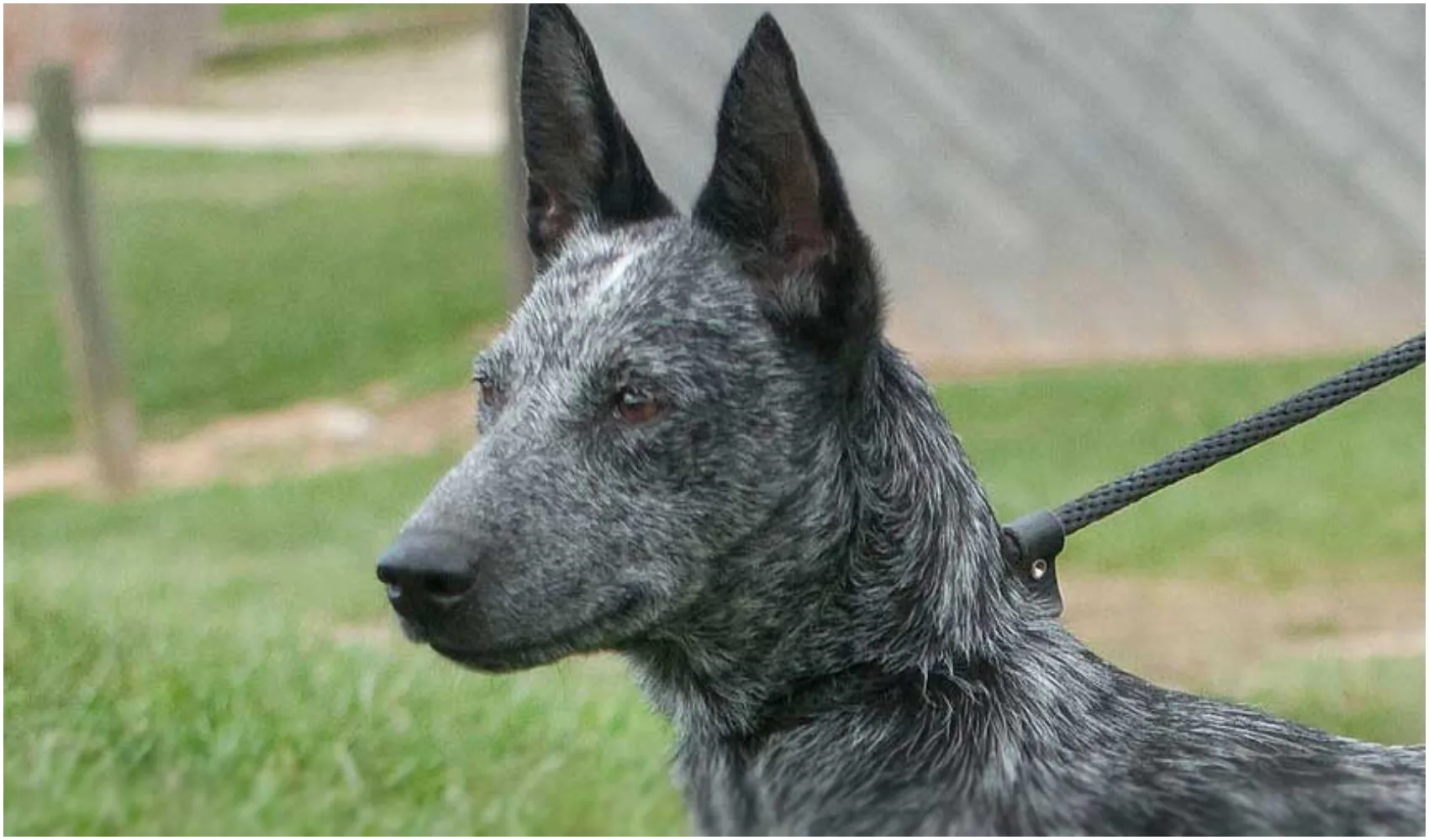 Australian Stumpy Tail Cattle Dog