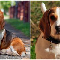 The Beagle Basset Hound mix is a crossbreed of two fairly similar breeds