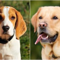 The Beagle Lab mix is a crossbreed between the Beagle and the Labrador Retriever