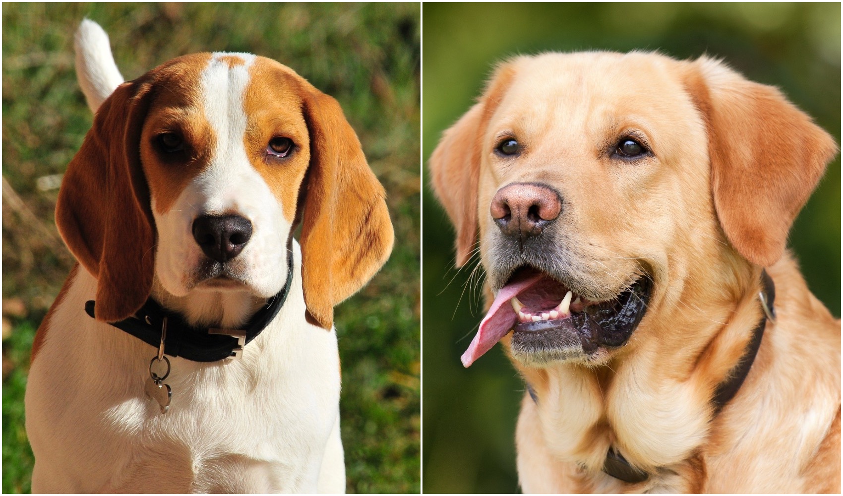 Beagle Lab Mix: What You Need To Know
