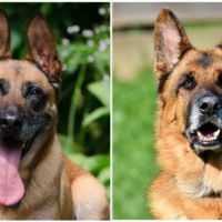 Belgian Malinois VS German Shepherd What are the differences and similarities between these two breeds
