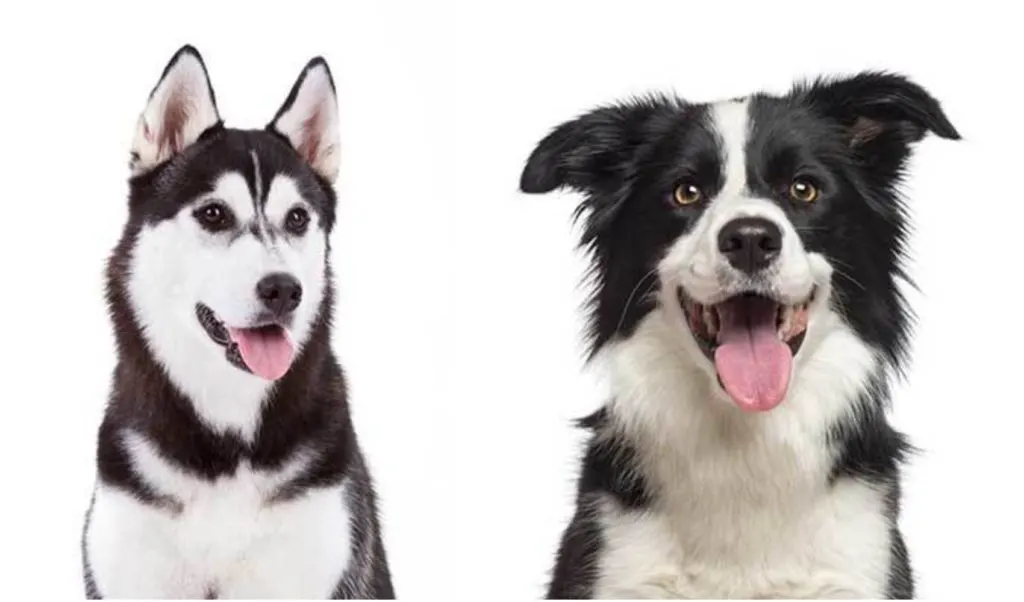 The faithful Border Collie husky mix can be an excellent family dog. If they are properly socialized and trained, they can be extremely good and very loving companions.