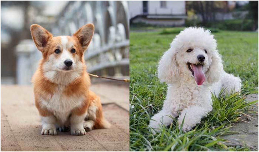 Corgipoo puppies could be more similar to either one of their parent breeds. 