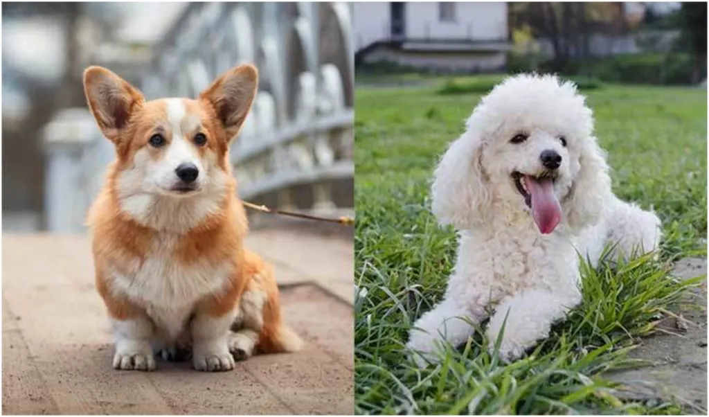 Corgipoo puppies could be more similar to either one of their parent breeds. 