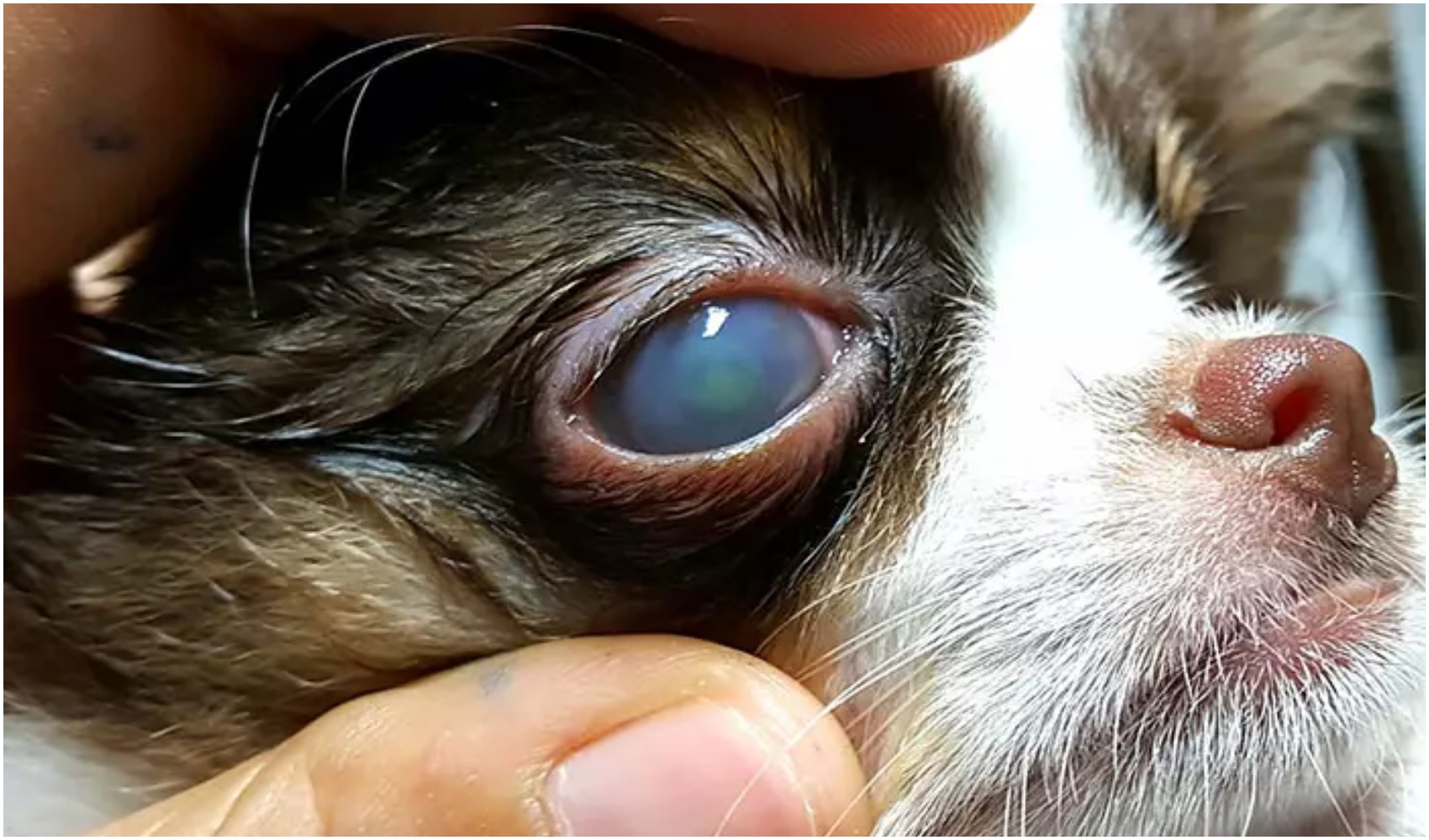 Corneal Ulcer Dog: What Is It?