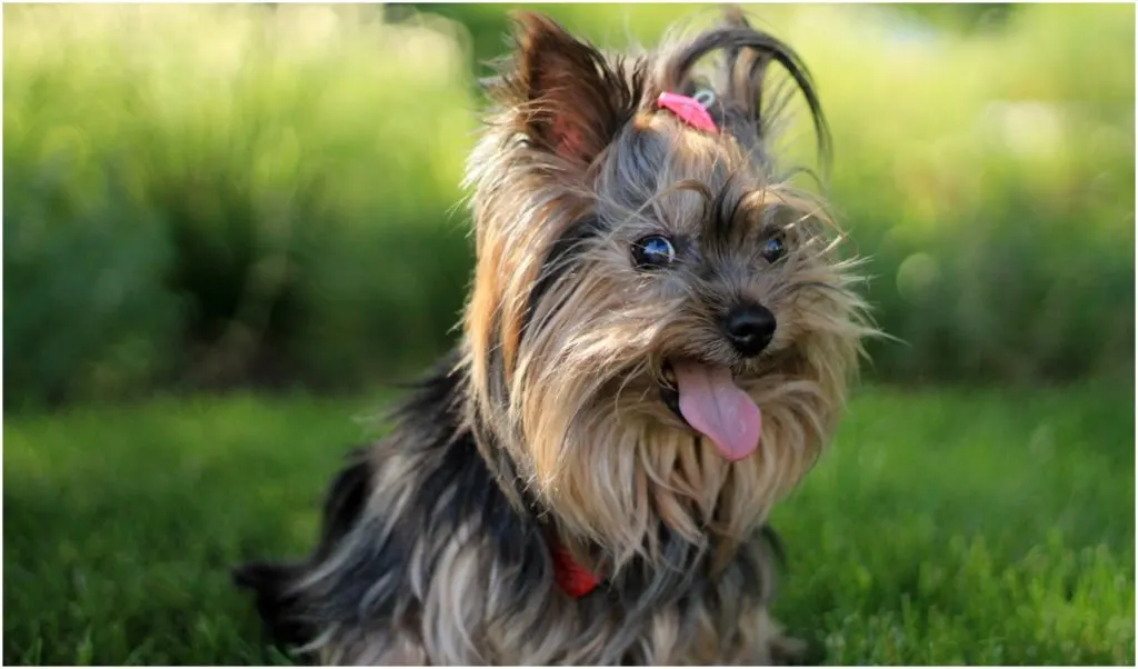 The Dachshund Yorkie Mix   temperament is difficult to predict. However, most of them are gentle and loving, love to deal with people, and are very intelligent.