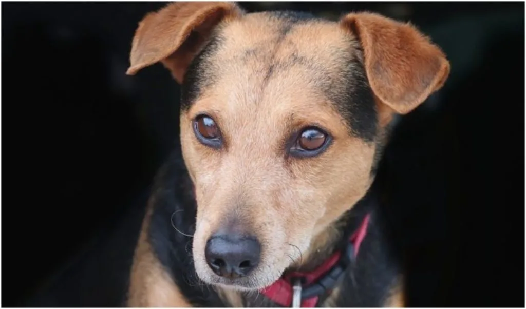 The Dachshund Terrier Mix is a crossbreed that is feisty and smart