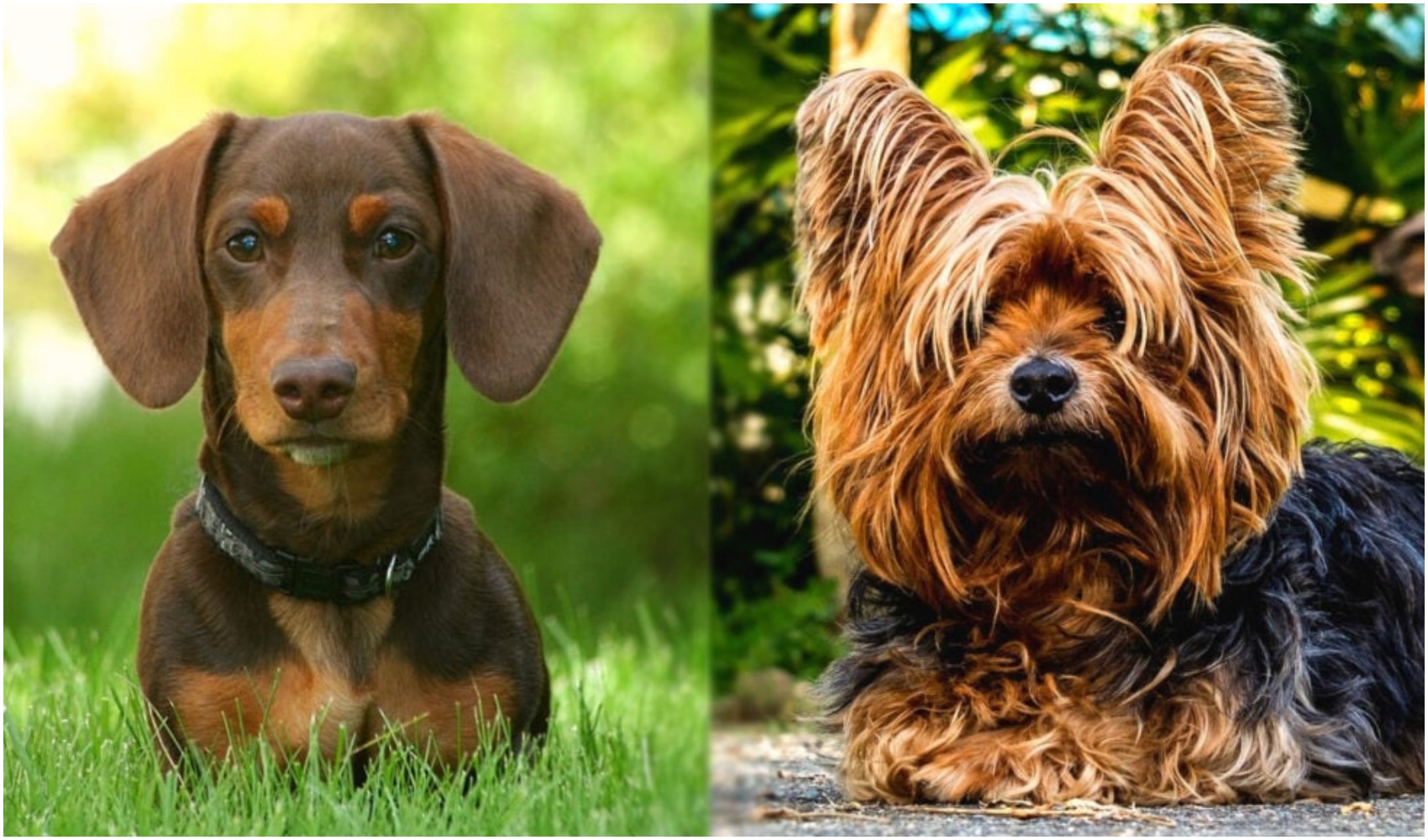 The Dachshund Yorkie Mix is a crossbreed of the Dox and Yorkshire Terrier