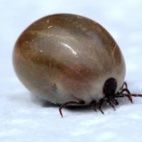 The American Dog Tick can cause different diseases after a canine gets bitten